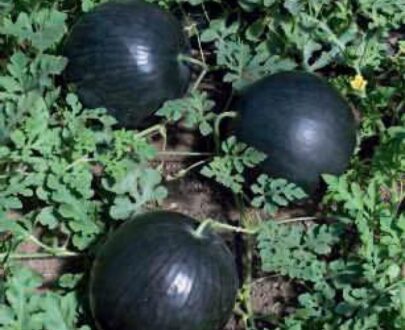 Seminte de pepene verde Lorian F1 ( 1000 seminte )