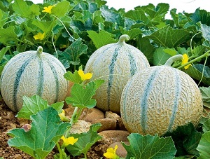 Seminte de pepene galben Arapaho F1 ( 500 seminte )