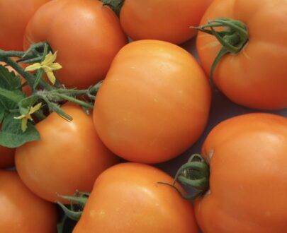 Seminte de rosii Bendida F1 (250 seminte )