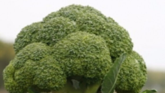 Seminte de broccoli Monfils F1 (2500 seminte)