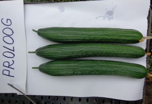 Seminte de castraveti lungi Proloog F1 (1000 seminte)