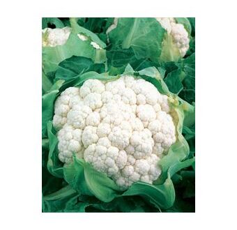 Seminte de conopida Belcourt F1 (2500 seminte)