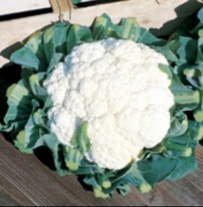 Seminte de conopida Raft F1 (1000 seminte)