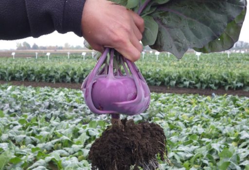 Seminte de gulii Ukza F1 (2500 seminte)