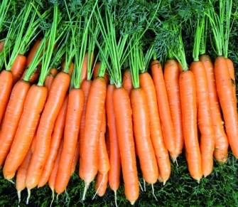 Seminte de morcovi Bentley F1 (25.000 seminte)