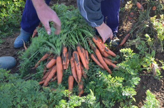 Seminte de morcovi Fidra F1 (25000 seminte)