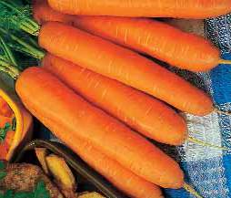 Seminte de morcovi Monanta (50 grame)