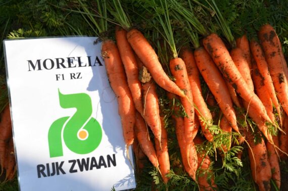 Seminte de morcovi Morelia F1 RZ