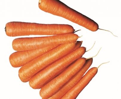 Seminte de morcovi Senior F1 (100.000 seminte )