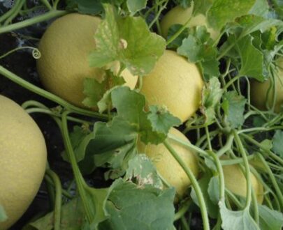 Seminte de pepeni galbeni Karpatos F1 (100 seminte)