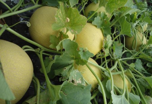 Seminte de pepeni galbeni Karpatos F1 (1000 seminte)