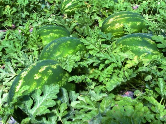 Seminte de pepeni verzi Crimstar F1 (1000 seminte)