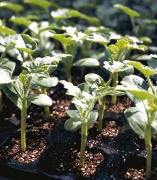 Seminte de portaltoi TI-158 F1 (1.000 seminte)