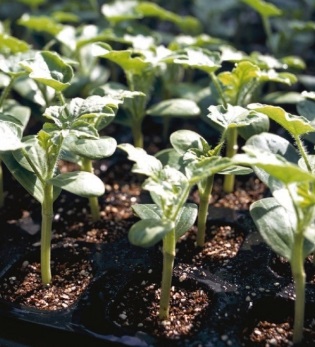 Seminte de portaltoi TI-191 F1 (1.000 seminte)