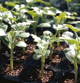 Seminte de portaltoi Tetsukabuto F1 (1.000 seminte)