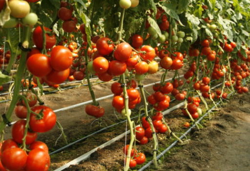 Seminte de rosii Abellus F1 (1000 seminte)