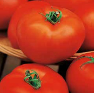 Seminte de rosii HECTOR F1 (1000 seminte)