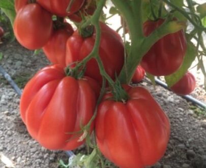 Seminte de rosii Rugantino F1 (100 seminte)