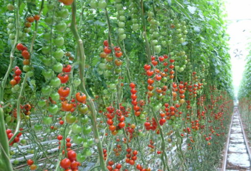 Seminte de rosii cherry Cheramy F1 (100 seminte)