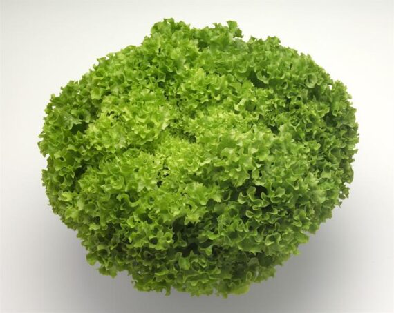 Seminte de salata creata Lugano (1000 seminte)