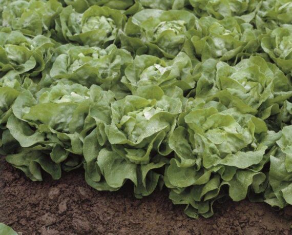 Seminte de salata verde Sprinter (5 grame)