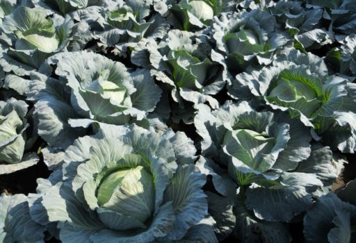 Seminte de varza Gintama F1 (1000 seminte)