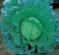 Seminte de varza Musashi (5 grame)