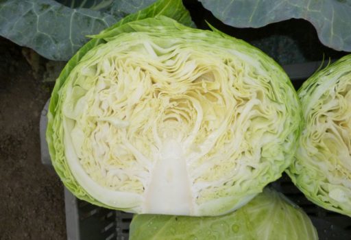 Seminte de varza Tacoma F1 (1000 seminte)