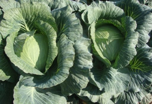 Seminte de varza Zuleima F1 (2500 seminte)