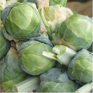 Seminte de varza de Bruxelles Brilliant F1 (1000 seminte)