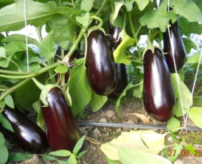 Seminte de vinete Sharapova F1 (100 seminte)