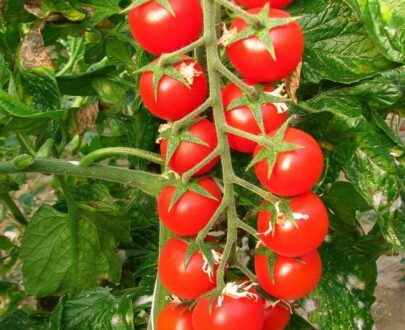 Seminte de rosii cherry Porpora F1 (500 seminte)