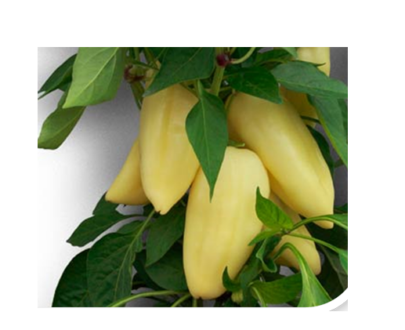 Seminte de ardei gras ANTAL F1 (1000 seminte)