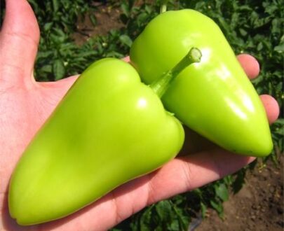 Seminte de ardei gras Dumbrava F1 (1000 seminte)