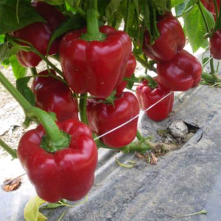 Seminte ardei gras CRX 61035 (500 seminte)