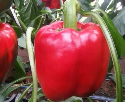 Seminte de ardei gras VAZUL F1 (1000 seminte)