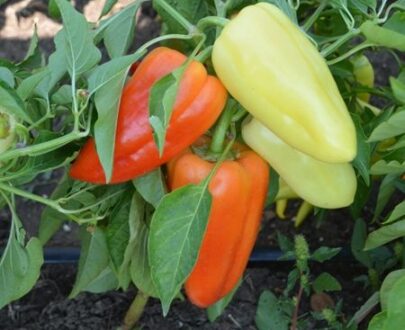 Seminte de ardei gras Hajdu F1 (1000 seminte)