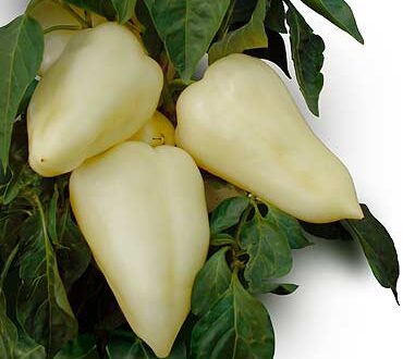 Seminte de ardei semi-iute Jasz F1 (1000 seminte)