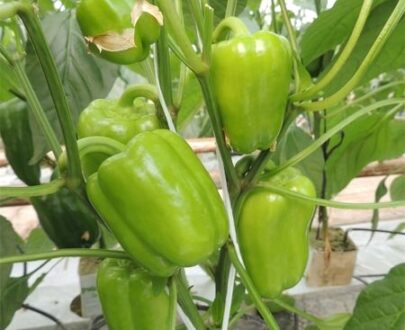 Seminte de ardei gras Leonidas F1 ( 1000 seminte )