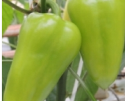 Seminte de ardei gras Posonium F1 ( 1000 seminte )