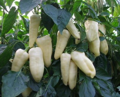 Seminte de ardei gras Teleki F1 (1000 seminte)