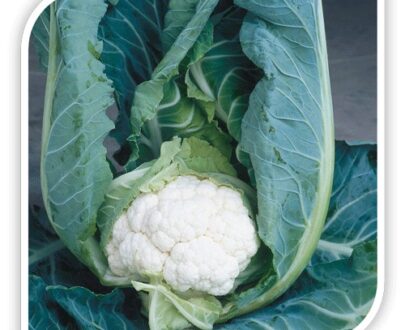 Seminte conopida Clapton F1 (2500 seminte)