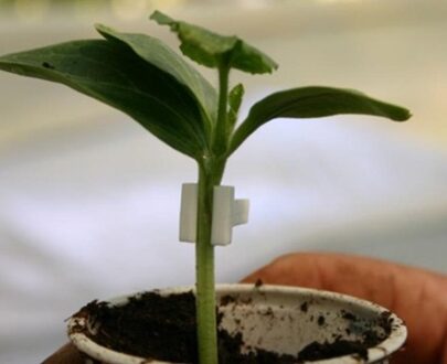 Portaltoi vinete Elementa F1 (1000 seminte)