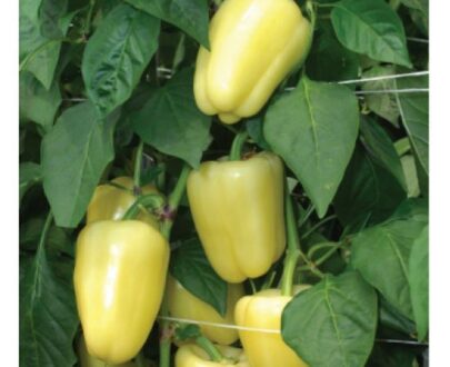 Seminte ardei gras Lake F1, (500 seminte)