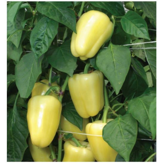 Seminte ardei gras Lake F1, (500 seminte)