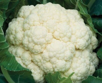 Seminte conopida Merton F1 (1000 seminte)