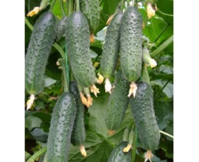 Seminte de castraveti Capricorn F1 (500 seminte)