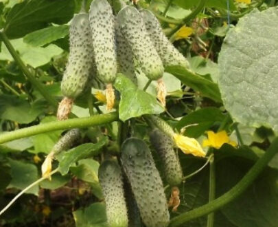 Seminte de castraveti Ekol F1 (500 seminte)