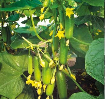 Seminte de castraveti Emek F1 (1000 seminte)