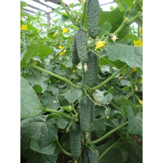 Seminte de castraveti Lenara RZ (1000 seminte)